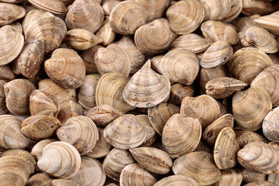 Fresh raw clams one of the main ingredients of the mediterranean cuisine
