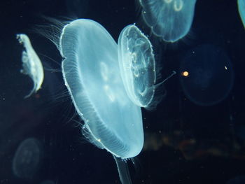 Close-up of jellyfish in water