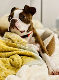 Close-up of dog resting at home