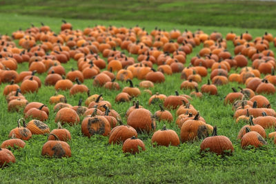 View of sheep on field