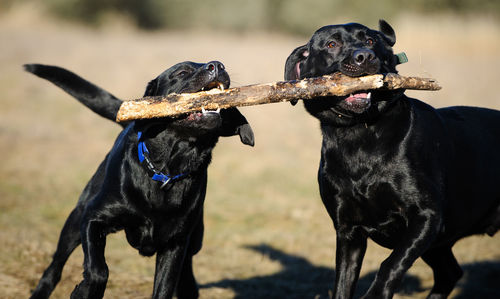 Close-up of black labradors carrying stick in mouth while standing on field