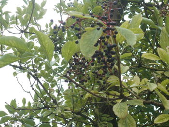 plant
