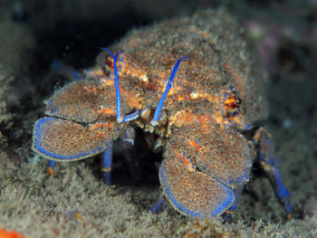 Close-up of fish in sea