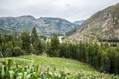 Corn cultivation near trees and mountains