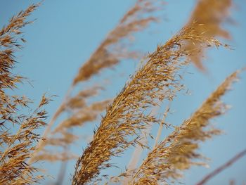 Close-up of stalks against clear sky