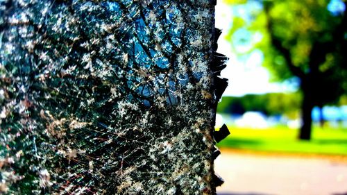 Close-up of tree trunk