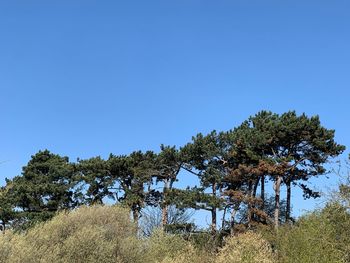 Trees on field against clear blue sky