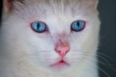 Close-up portrait of cat