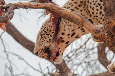 Low angle view of horse on branch
