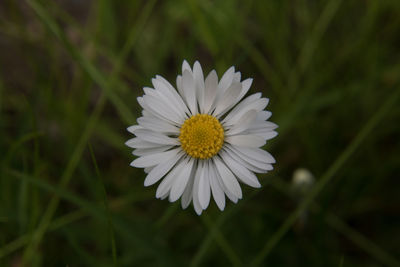 A white daisy with a light pink tinge on the leaf edges in front of a green meadow on a sunny day