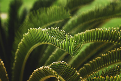 Various green palm tree leaves outdoor close up. natural wallpaper background. beauty of nature