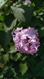 Close-up of purple flower