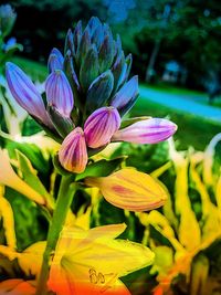 Close-up of purple flowering plant in park