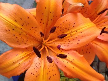 Close-up of yellow flower