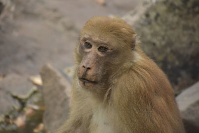 Close-up of assam macaque looking away