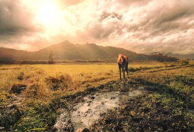 Horse on grassy field against sky