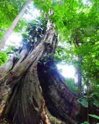 Low angle view of tree in forest