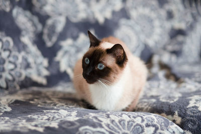 Portrait of siamese cat on bed