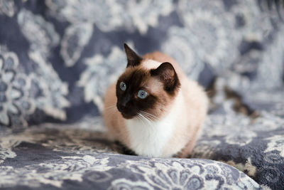 Portrait of cat on bed