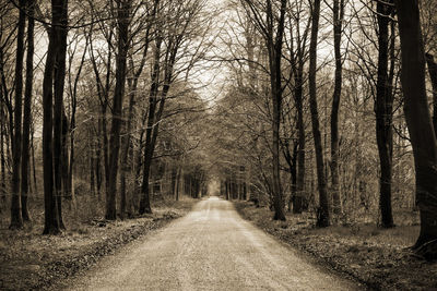 Road passing through forest