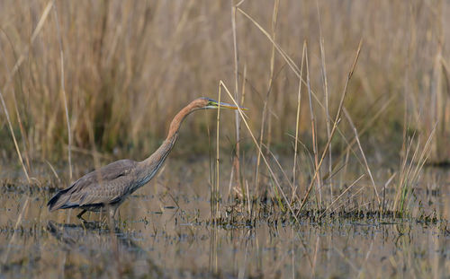 View of a bird on grass