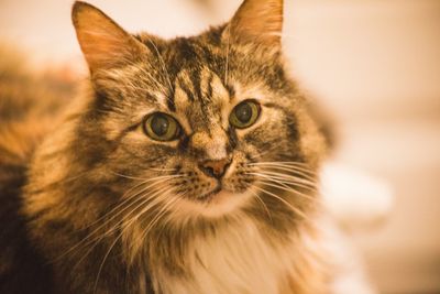 Close-up portrait of a cat