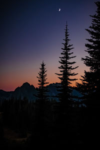 Silhouette trees and plants against sky during sunset