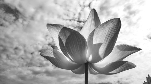 Close-up of white crocus against sky