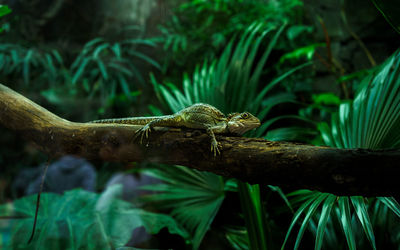 Close-up of a lizard on tree