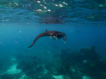 Fish swimming in sea