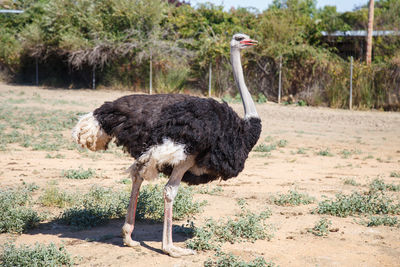 Ostrich on field