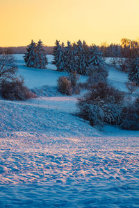 Trees on snow covered field against sky during sunset