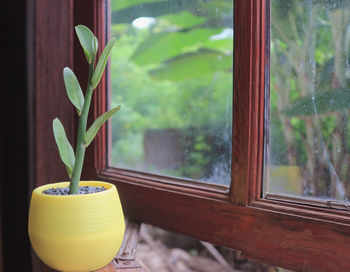Close-up of small potted plant on window sill