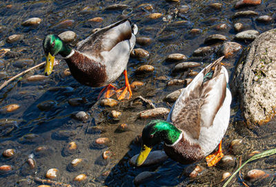 High angle view of duck swimming in lake