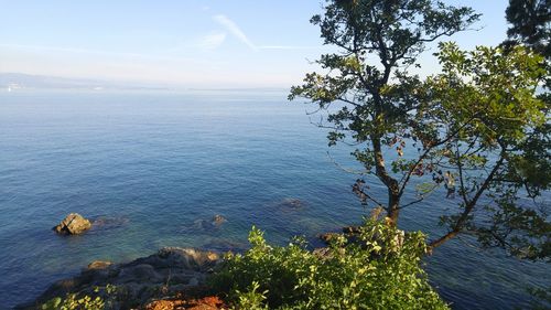 High angle view of tree by sea against sky