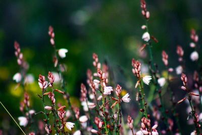 Close-up of flowering plants on field