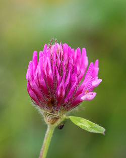 Close-up of purple flowering plant