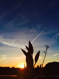 Close-up of silhouette plant against sky during sunset