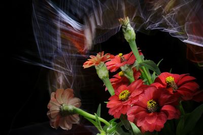 Close-up of red flowering plant against black background