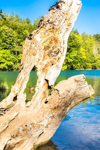 Driftwood on tree trunk by lake against sky