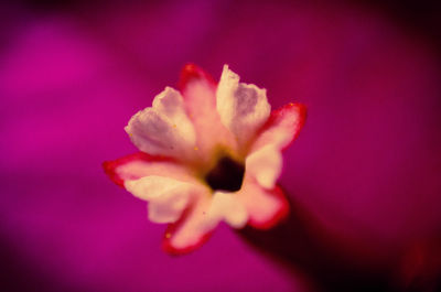 Close-up of pink flower