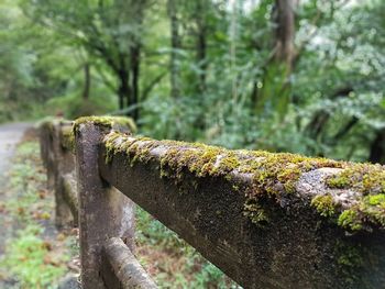 Close-up of lichen on moss