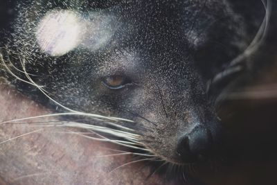 Close-up of a cat looking away