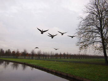 Birds flying in the sky
