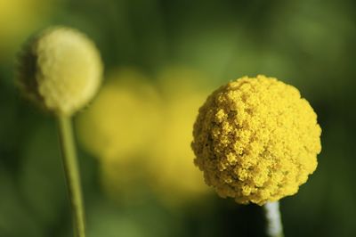 Close-up of plant