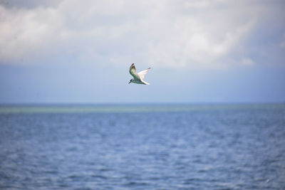 Bird flying over sea against cloudy sky