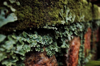 Close-up of lichen on moss