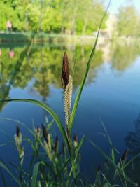 Close-up of grass growing in lake