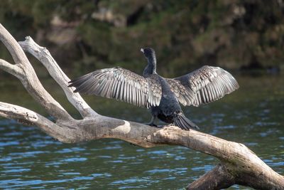 Bird flying over lake