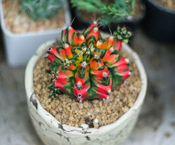 High angle view of potted plant on table